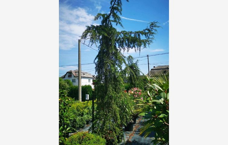 Céder himalájsky Inversa Pendula 350-400cm, obvod kmeňa 18-20cm, kont. 130l