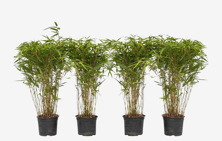 Fargesia Gansu neinvazívny 20-30cm, kont. p10