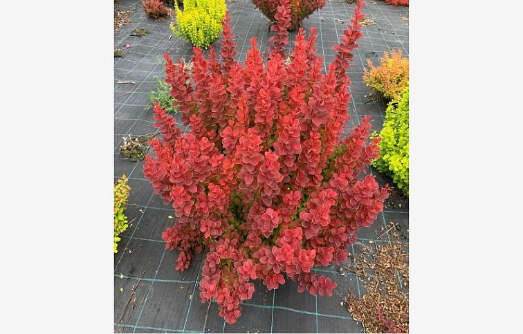 Dráč Thunbergov Neon 20-30 cm, kont. 2 l