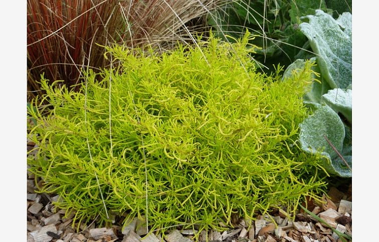 Santolina rozmarinolistá Lemon Fizz - Santolina rosmarinifolia, kont. 0,5 l