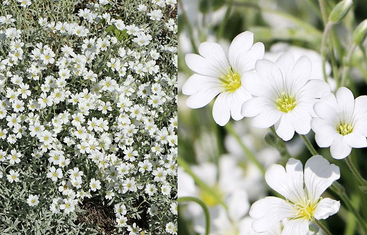 Rožec plstnatý Silberteppich - Cerastium, kont. 0,5 l