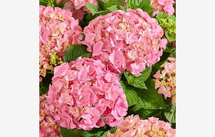 Hortenzia kalinolistá Hy-pe Original MopHead Pink cca 30cm, kont. p23