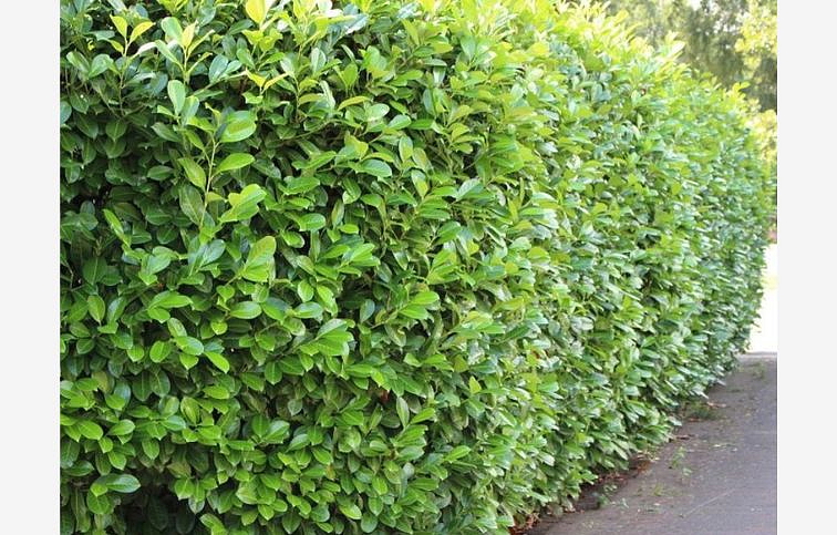 Vavrínovec lekársky NOVITA 140-170 cm, kont. 18 l