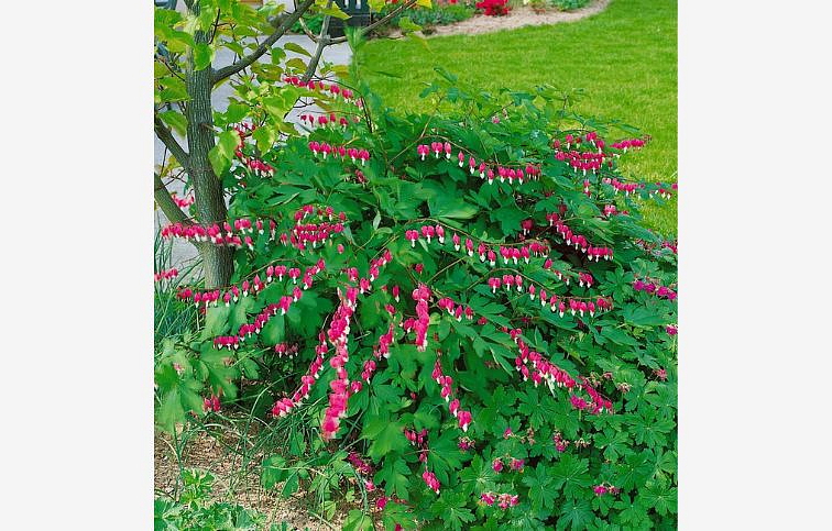 Srdcovka - Dicentra spectabilis, kont. p11