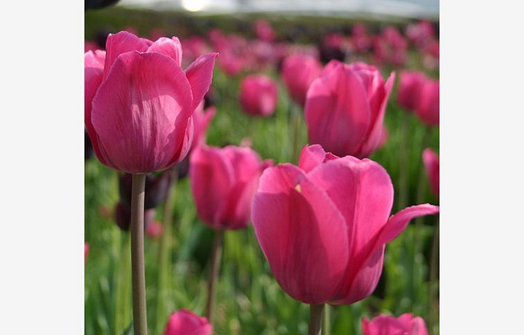 Tulipán Don Quichotte 3 ks v kont. 0,5 l