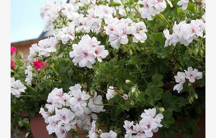 Muškát previsnutý Blanche Roche - Pelargonium, kont. 0,5 l