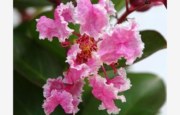 Myrta krepová Berlingot Menthe 30-60 cm, kont. 2 l