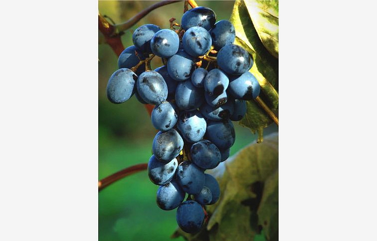 Vinič stolový Black Magic bezsemenný 40-60cm, kont. 2 l