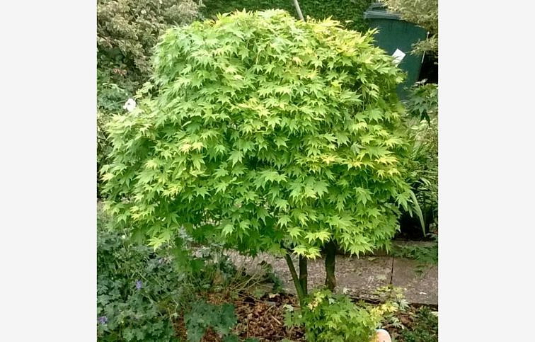 Javor dlaňovitolistý Going Green 30-40cm, kont. p15