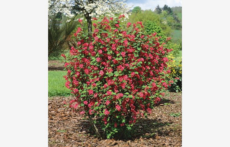 Ríbezľa krvavá King Edward VII. 40-60cm - Ribes sanguineum kont. 2 l