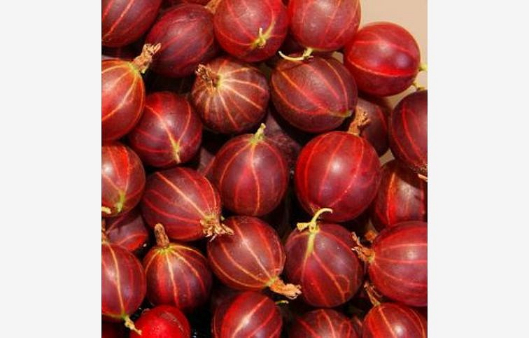 Egreš stromčekový Rokula na cca 60cm kmienku, voľnok.