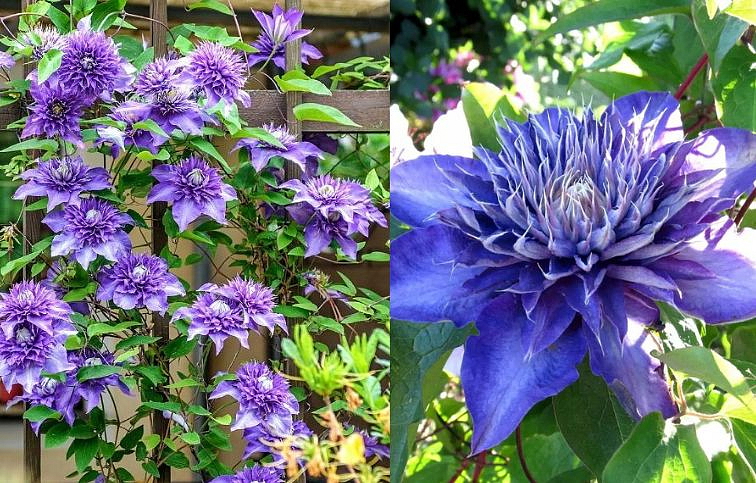 Plamienok Multi Blue 50-60 cm - Clematis, kont. p15
