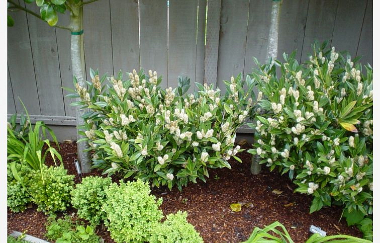 Vavrínovec lekársky Otto Luyken 30-40cm - Prunus laurocerasus kont. 2 l