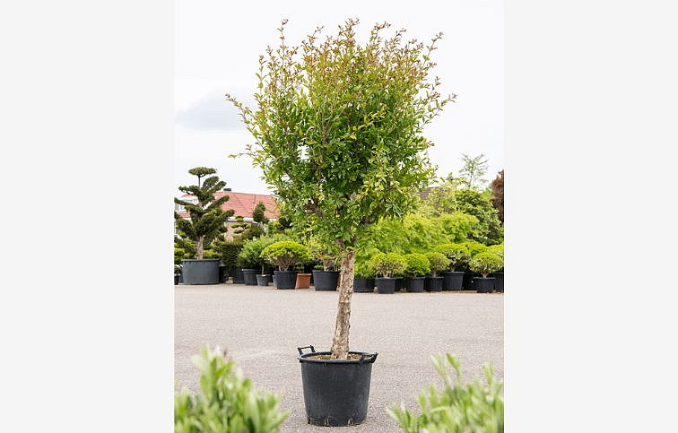 Granátovník púnsky na 90-100cm kmeni, výška 180-220cm, obvod kmeňa 8-10cm, kont. 12 l