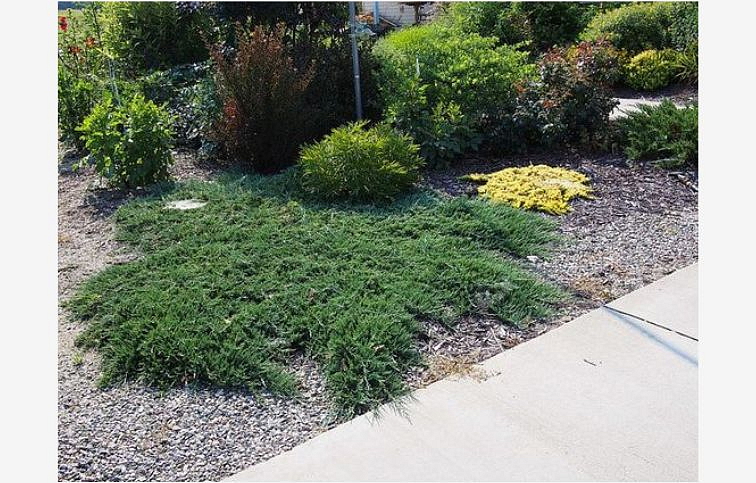 Borievka rozprestretá Pancake, kont. 3 l