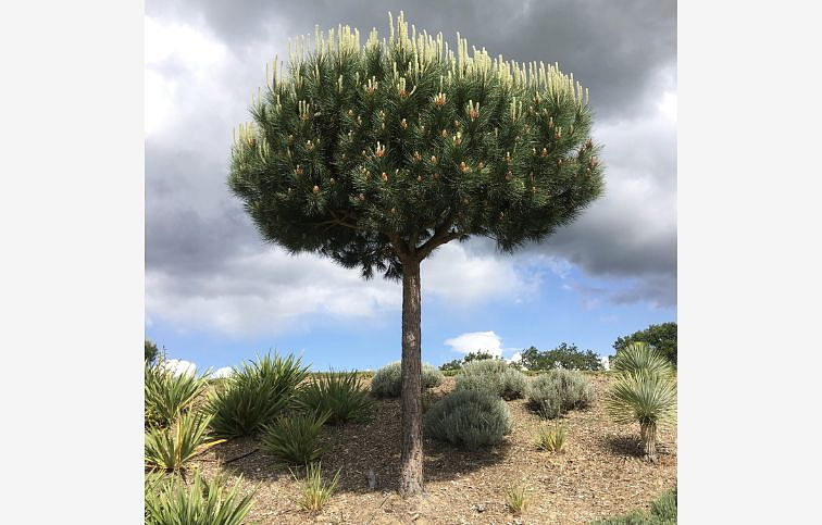 Borovica píniová na 140-170 cm kmienku, výška 210-250 cm, obv. km. 12-14 cm, kont. 50-70 l