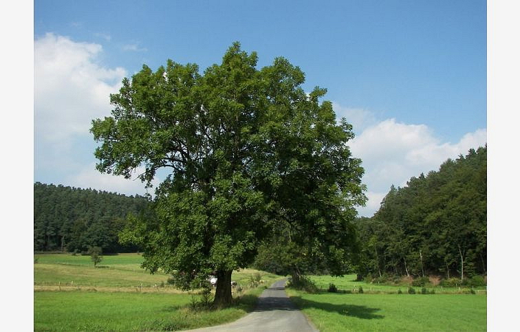 Jaseň štíhly na kmienku, výška 300-400 cm, obvod kmeňa 8-10 cm, kont. 30 l