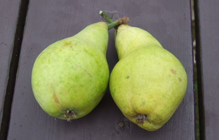 Hruška Solanka, podpník Kaukazská hruška, voľnok.