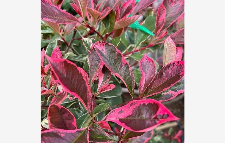 Červienka fraserová Pink Marble 40-60cm, kont. p18