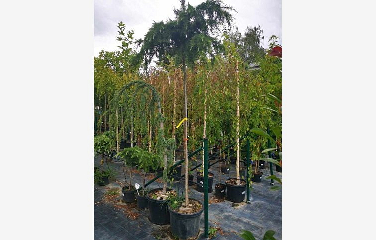 Céder himalájsky FEELING BLUE na kmienku 200-220 cm, obvod kmeňa 14-16 cm, kont. 45 l