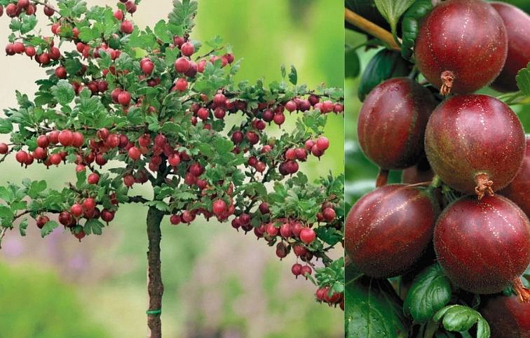 Egreš stromčekový Hinnonmaki Rot na cca 60cm kmienku, voľnok.