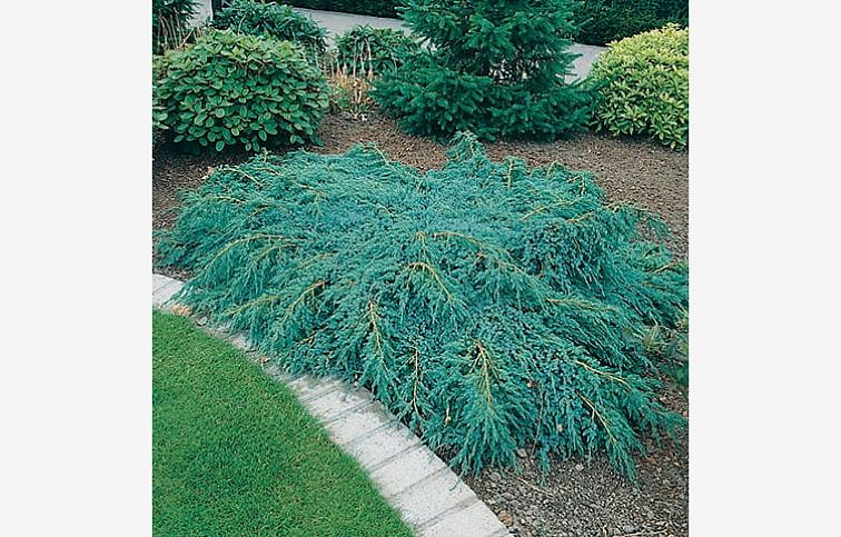 Borievka šupinatá Blue Carpet, kont. 3 l