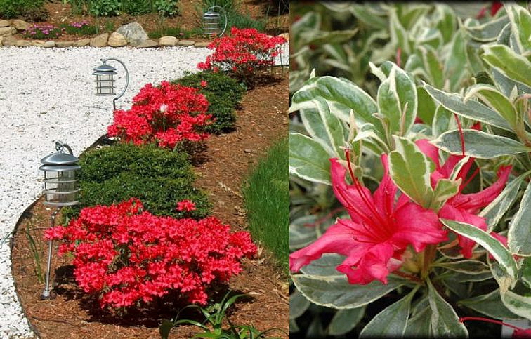 Azalka japonská Hot Shot Variegated 40-50 cm, kont. 5 l