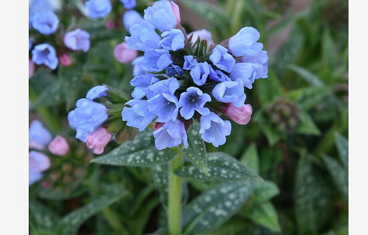 Pľúcnik úzkolistý Twinkle Toe - Pulmonaria, kont. 0,5 l