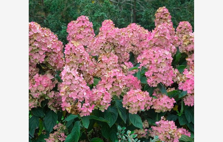 Hortenzia metlinatá Pink Diamond 25-35 cm, kont. p19