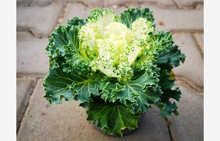 Okrasná kapusta kučeravá biela, kont. p10,5
