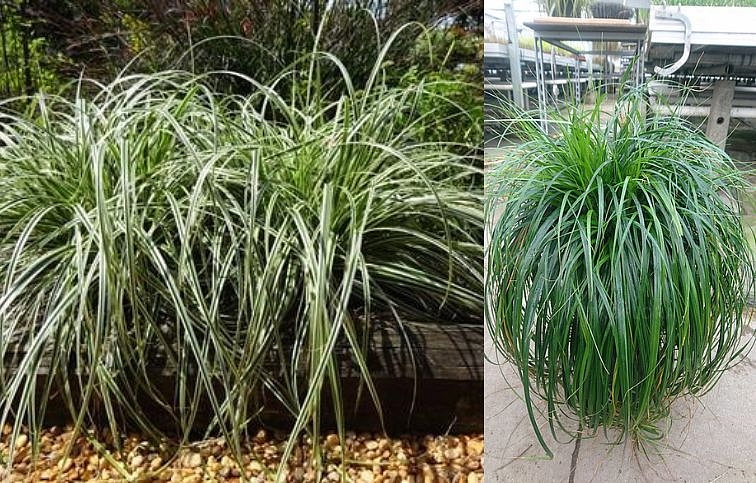 Ostrica ošimenská Ribbon Falls - Carex oshimensis, kont. 0,5 l