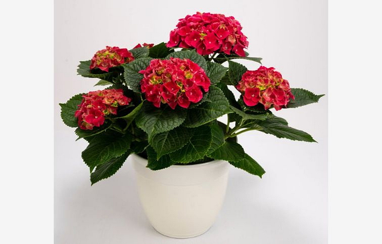 Hortenzia kalinolistá Hi Fire Red cca 30 cm, kont. p13