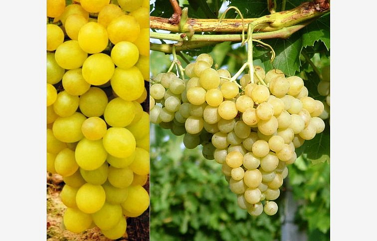 Vinič stolový rezistentný Palatina 40-60cm, kont. 2 l