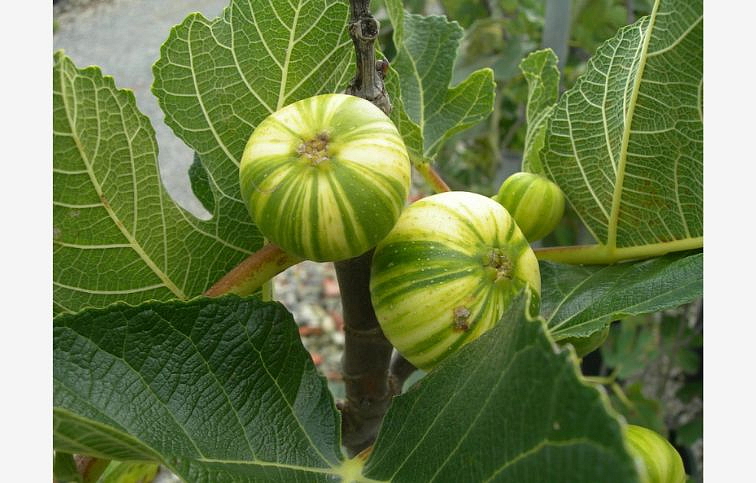 Figovník Panachee 30-40cm, kont. p15