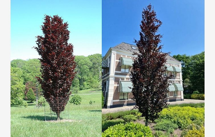 Buk lesný Rohan Obelisk 170-200 cm, kont. 25 l