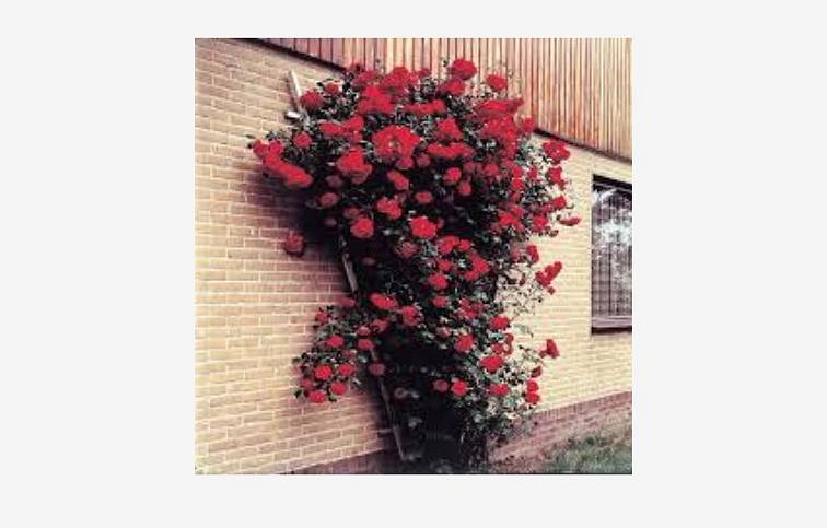 Ruža popínavá Rosso 140-200 cm, kont. 5 l