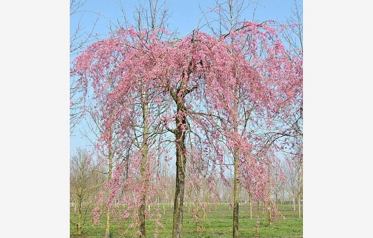 Okrasná višňa Pendula Plena Rosea na 200-220cm kmienku, obvod kmeňa 12-14cm, kont. 30 l