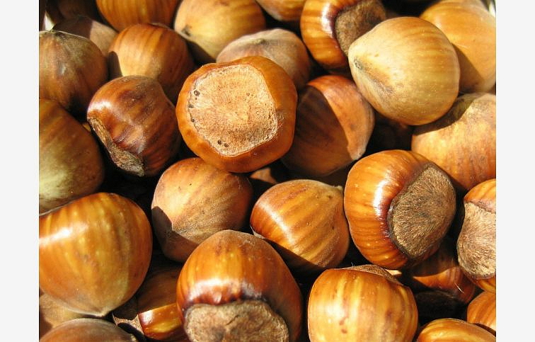 Lieska Katalanská, voľnok.