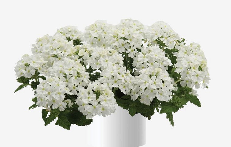 Železník Vanessa Compact White - Verbena, kont. 0,5 l