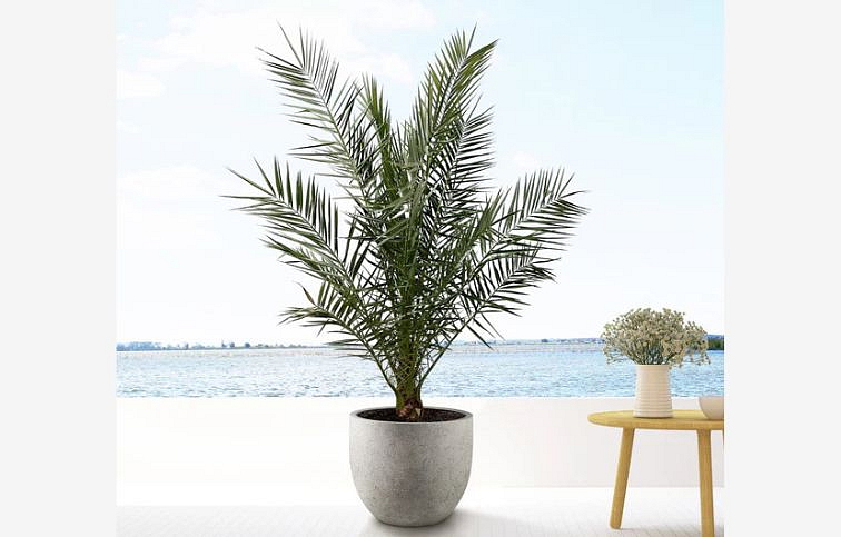 Ďatľovník kanársky 50-60 cm - Phoenix Canariensis, kont. p15