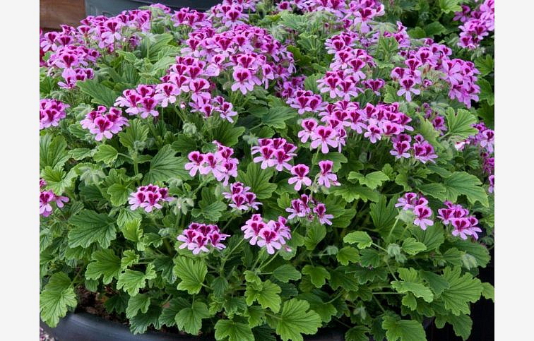 Muškát proti komárom Anti-Mosquito Orange Fizz, kont. p10,5