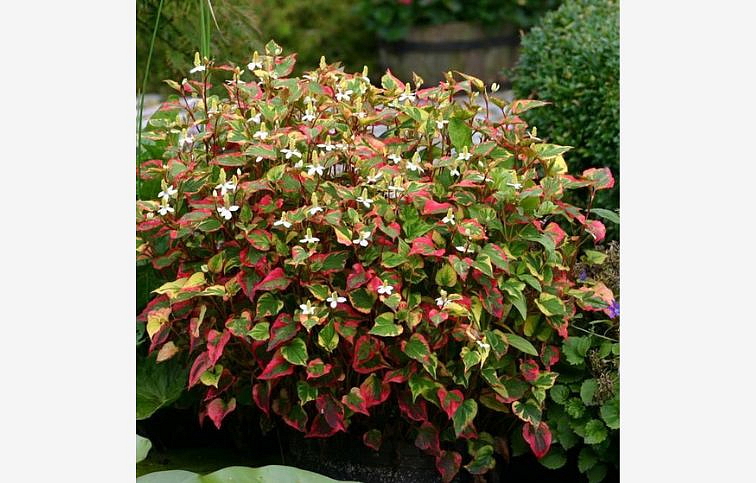 Chameleonka srdcovitá Chameleon - Houttuynia cordata, kont. 1 l