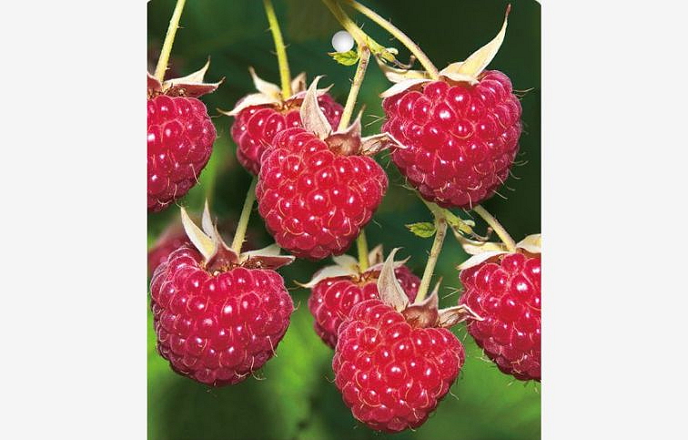 Malina Meeker 20-30 cm, kont. 1 l