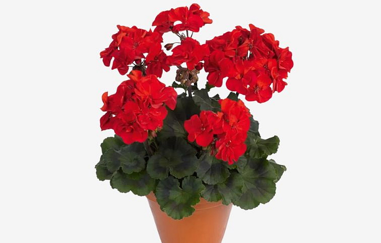 Muškát vzpriamený Samara - Pelargonium, kont. 0,7 l