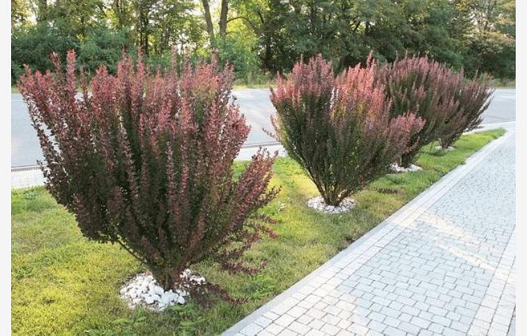 Dráč Thunbergov Red Pillar 30-50cm, kont. 2 l