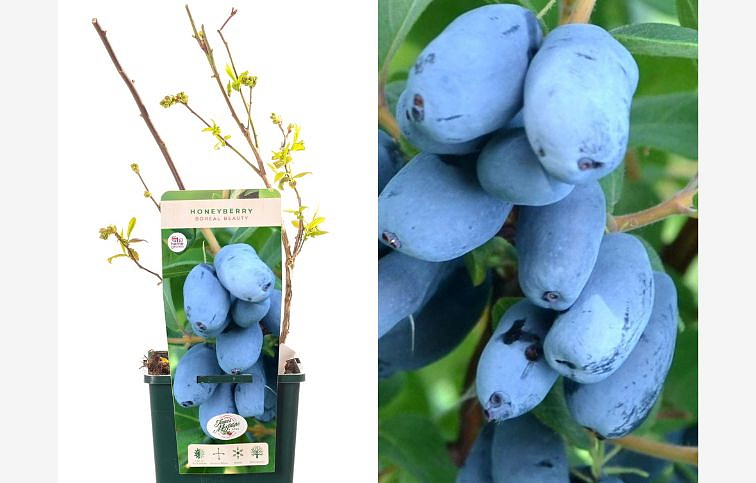 Zemolez kamčatský Boreal Beauty 30-60 cm, kont. 1 l