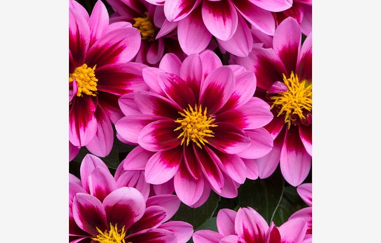 Georgína Dahlietta Surprise Demi - Dahlia, kont. 0,7 l