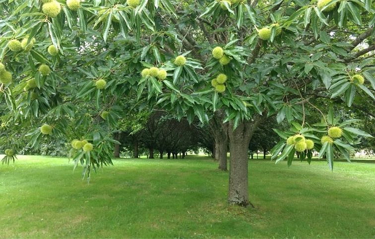 Gaštan jedlý Bouche de Betizac, semenáč, 120-140 cm , kont. 6 l