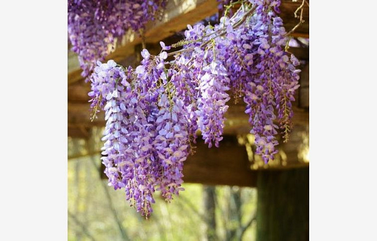 Vistéria vznešená Yokohama Fuji 150-200 cm, kont. 3 l