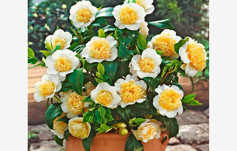 Kamélia japonská Brushfields Yellow 40-50 cm, kont. p15